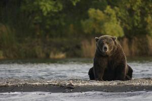 Protest seljaka u Sloveniji: Štite medvjede i vukove umjesto nas