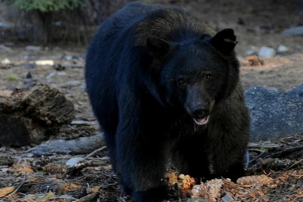Medveda je u kuću verovatno privukao miris ostataka hrane, Foto: AFP