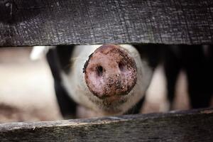 I Crna Gora zabranila uvoz svinja i svinjskog mesa iz Srbije