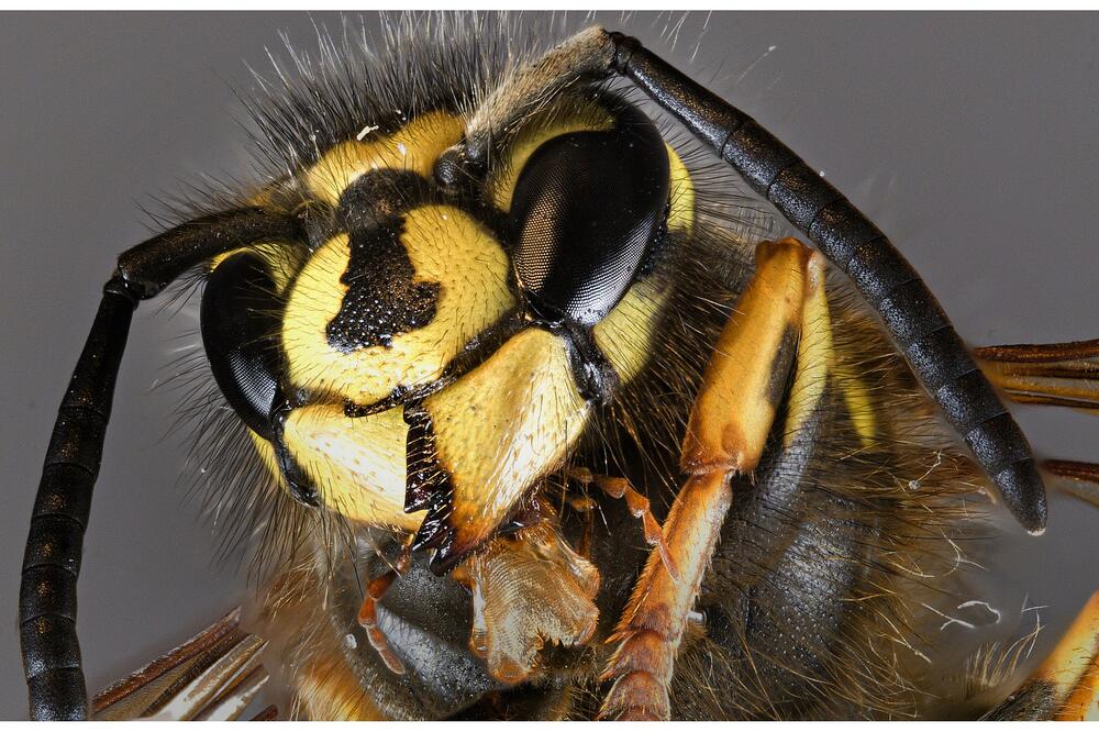 Ilustracija, Foto: Pixabay