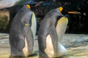 Gej pingvini u Berlinu usvojili napušteno jaje