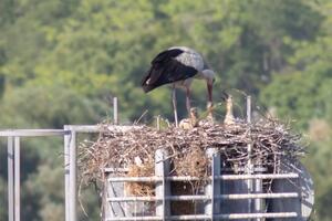 CZIP: A new pair of storks is nesting on Mareza