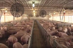 Vijesti u pola sedam: Da li i Crnoj Gori prijeti afrička svinjska...