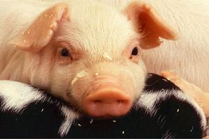 "Preduzete sve mjere u cilju zabrane uvoza svinja iz Srbije"