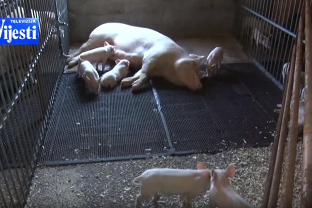 Ilustracija, Foto: Screenshot/TV Vijesti