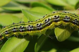 Uništava žbunove kao surlaš palme: Šimširov moljac pravi pustoš u...