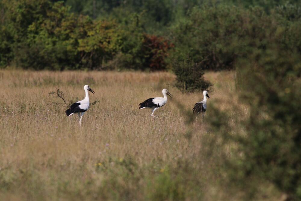 Tri mlada rodana su u aktivnoj potrazi za hranom, Foto: CZIP