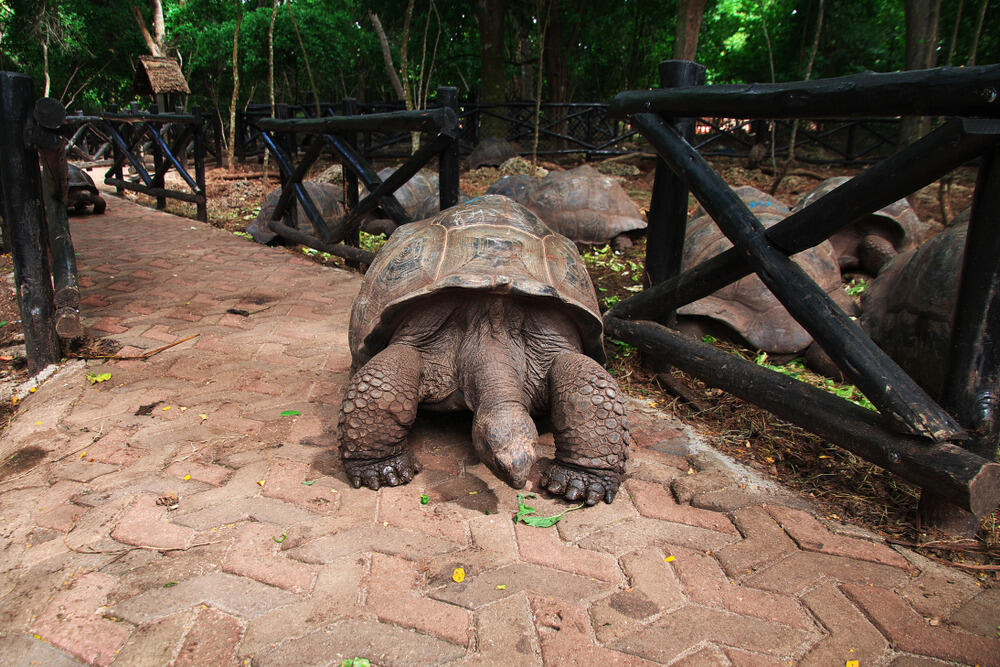 Ostrvo Čanguu, koje pripada Zanzibaru, egzotično je mjesto poznato po džinovskim kornjačama koje ga nastanjuju. Iako je na kartama upisan pod imenom Čanguu, mnogi turisti ga zovu Zatvorskim ostrvom (Prison Island) ili Ostrvom kornjača.Naziv Zatvorskoostrvo dobilo je zatvorskog kompleksa u kojem su nekada bili zatočeni robovi.