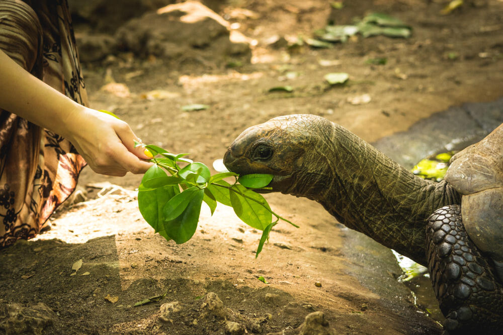 Ostrvo Čanguu, koje pripada Zanzibaru, egzotično je mjesto poznato po džinovskim kornjačama koje ga nastanjuju. Iako je na kartama upisan pod imenom Čanguu, mnogi turisti ga zovu Zatvorskim ostrvom (Prison Island) ili Ostrvom kornjača.Naziv Zatvorskoostrvo dobilo je zatvorskog kompleksa u kojem su nekada bili zatočeni robovi.