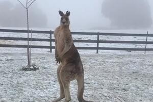 Pogledajte: Ledeni avgust u Australiji i smrzavanje jednog kengura