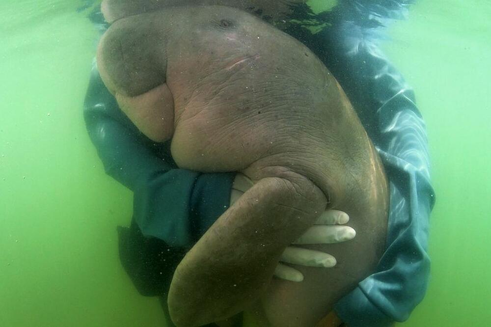 Marijam je uginula od infekcije izazvane plastikom u želucu, Foto: AFP