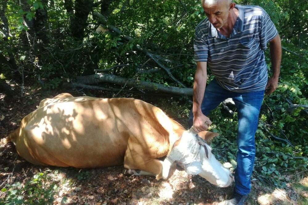 Lazović slučaj prijavio policiji, Foto: Privatna arhiva
