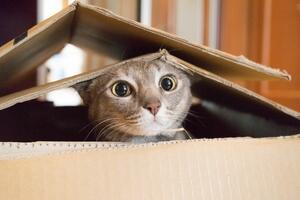 16 zanimljivosti o mačkama: Od špijuniranja, preko uticaja na...
