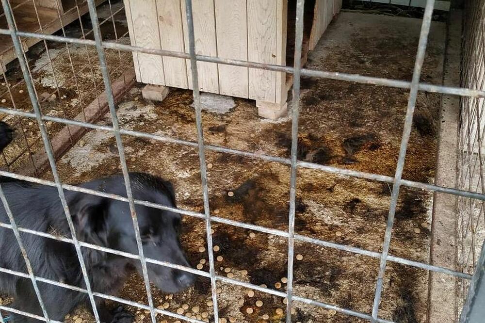 Sklonište za napuštene životinje u Beranama, Foto: NVO “Zaštitimo životinje”