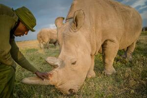 Sjeverni bijeli nosorog: Spas vrste počiva na posljednje dvije...