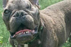 Francuski buldog: Ljudi širom svijeta žele da udome jednooku Ružnu...
