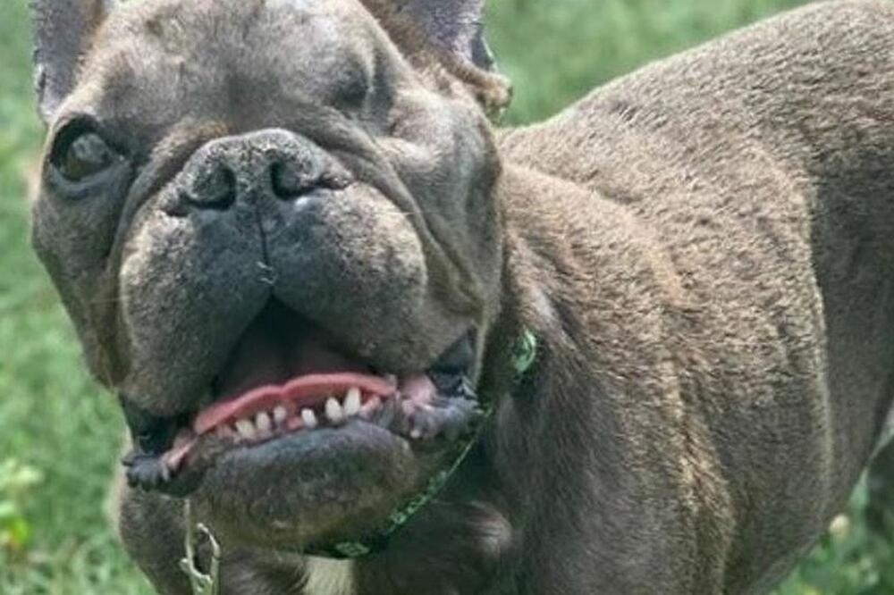 Problem nije imao nikakve veze sa Aerodromom Tivat, već samom kompanijom Flydubai jer je u pitanju tehnička stvar na njihovom avionu., Foto: RSPCA