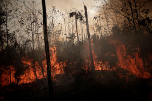 Stotine novih požara pustoše Amazoniju (VIDEO)