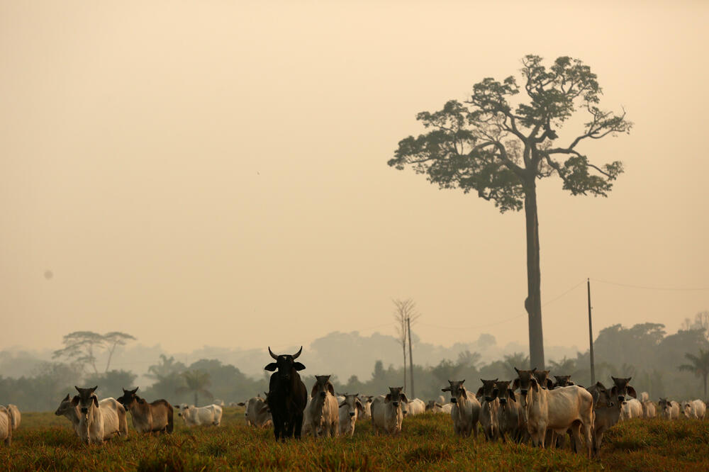 Stoka na ivici brazilske džungle nakon požara, Foto: Reuters