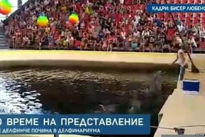 Smrt bebe delfina u bugarskom parku: "Životinje se tamo bore za...