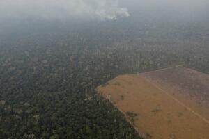 Požari u Amazoniji: Da li je krčenje šuma dovelo do vatrene stihije