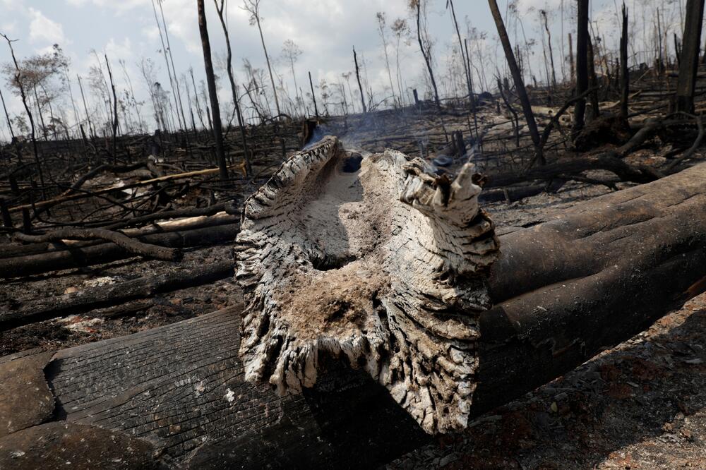 Od početka godine zabilježeno 79.513 šumskih požara, Foto: Reuters