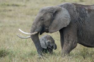 Afrički slonovi: Zabranjena prodaja beba zoo vrtovima