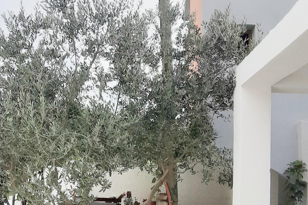 Dragojevići tvrde da je stub nakrivljen od težine kabla koji nosi, Foto: Privatna arhiva