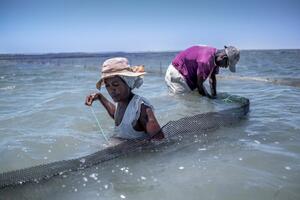 Madagaskar i ekologija: Farmeri spasavaju morske krastavce