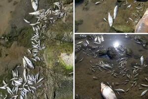 Pronađena veća količina uginule ribe na toku Lima kroz Bijelo Polje