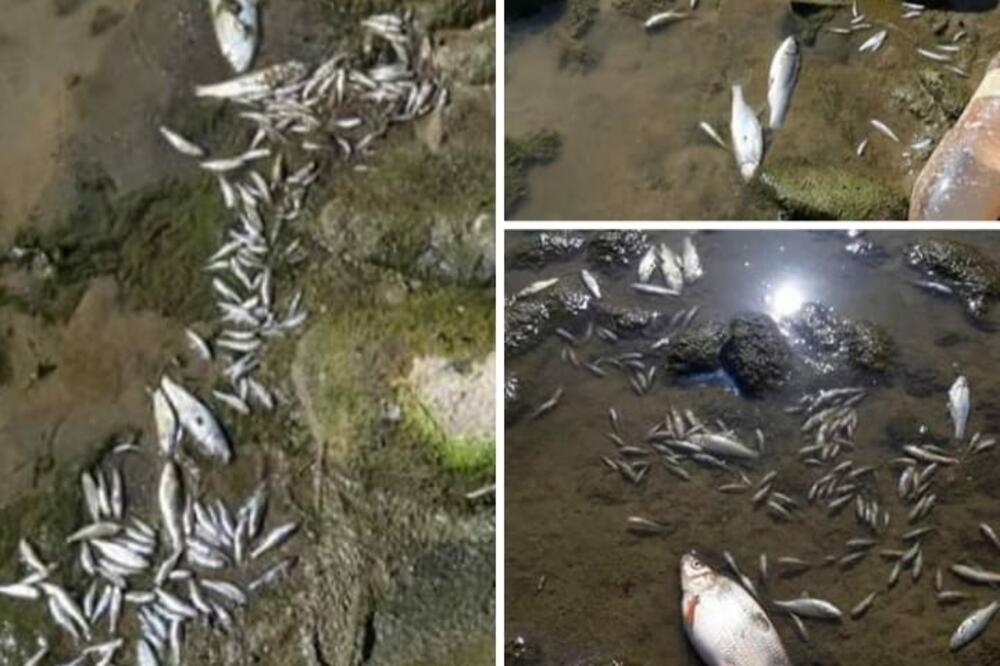 Uginula riba, Foto: Facebook/Vijesti iz Bijelog Polja
