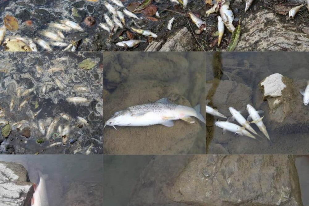 Uginula riba u Limu, Foto: Euromost