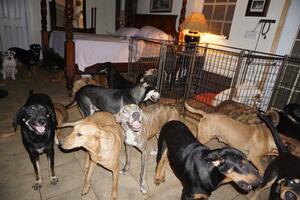 "Ugostila" 97 napuštenih pasa tokom oluje Dorijan