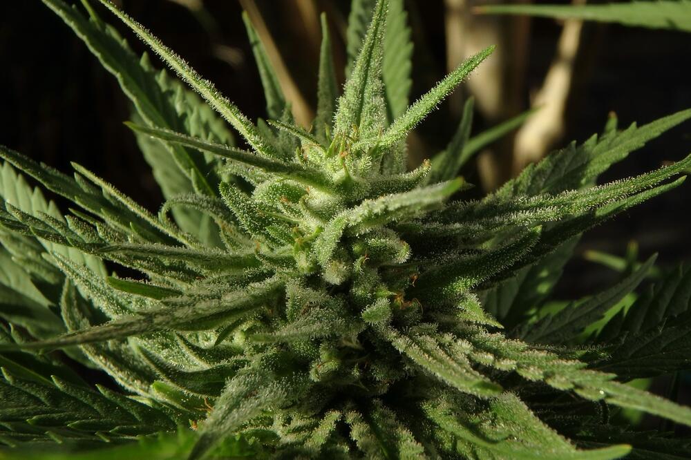 Ilustracija, Foto: Pixabay