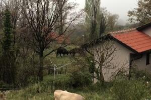 Krdo krava opet teroriše pet sela (VIDEO)