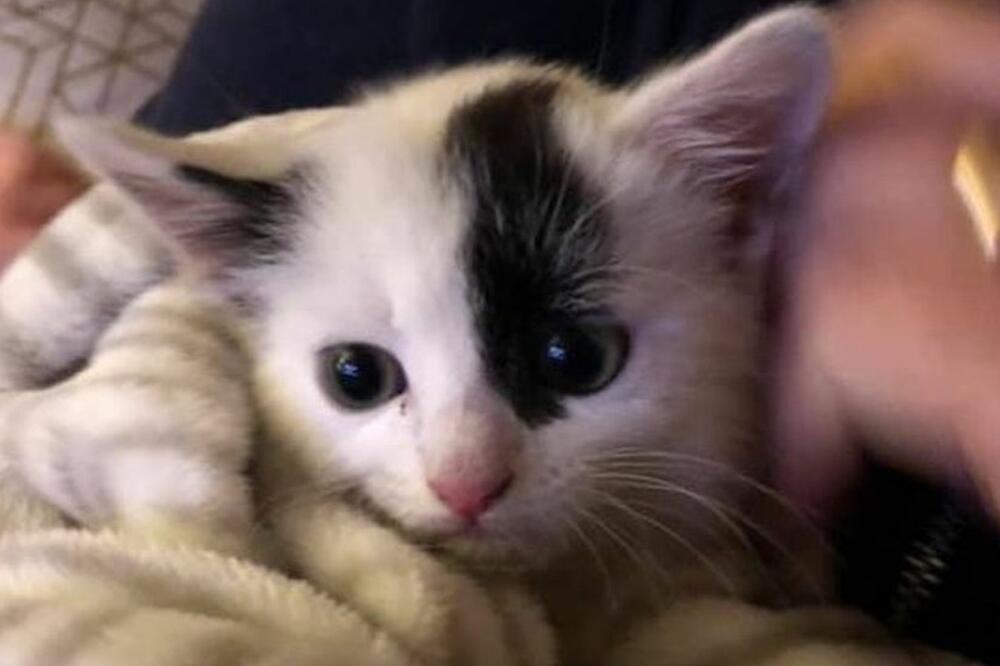 Sparki je pravi mali dlakavi vragolan, Foto: Zoe Slocombe