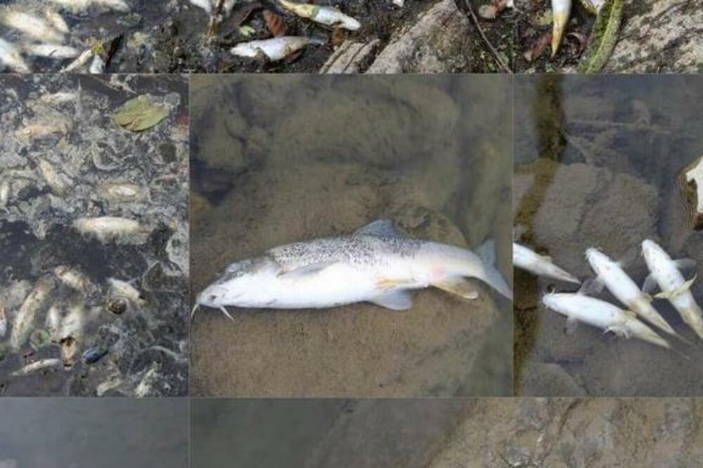 Uginula riba u Limu, Foto: Euromost