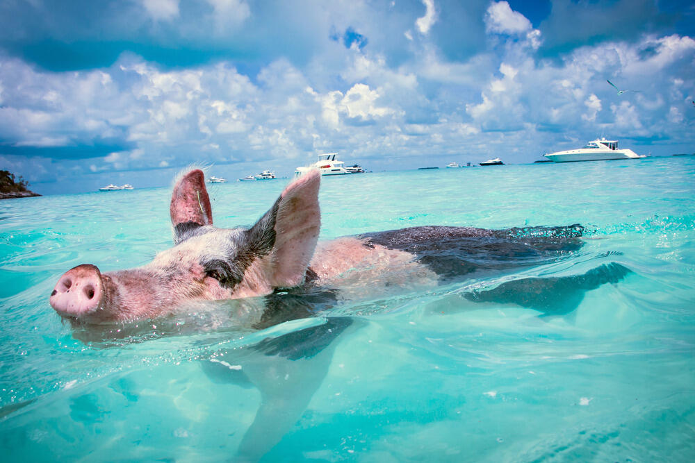 Na Bahamima možete posjetiti "Pig Beach" na kojoj se možete družiti i plivati sa svinjama. Iako mnogima zvuči kao šala, ova plaža je atrakcija za turiste koji dolaze iz svih djelova svijeta.Niko ne zna kako je 20-ak svinja došlo na plažu. Legenda kaže da su ih na tom mjestu ostavili mornari, dok neki pričaju da su životinje preživjele brodolom i isplivale na obalu.
