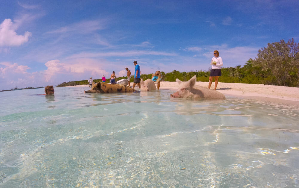 Na Bahamima možete posjetiti "Pig Beach" na kojoj se možete družiti i plivati sa svinjama. Iako mnogima zvuči kao šala, ova plaža je atrakcija za turiste koji dolaze iz svih djelova svijeta.Niko ne zna kako je 20-ak svinja došlo na plažu. Legenda kaže da su ih na tom mjestu ostavili mornari, dok neki pričaju da su životinje preživjele brodolom i isplivale na obalu.