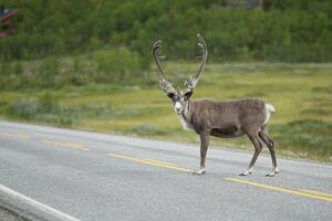 Borba za opstanak u norveškom dijelu Arktika