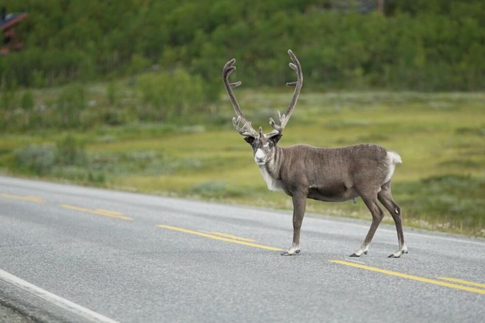Ilustracija, Foto: BBC