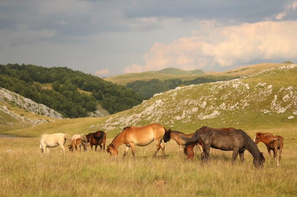 Bošković tvrdi da poligon nije smetnja zaštiti prirode na Sinjajevini, Foto: Ana Tepavčević