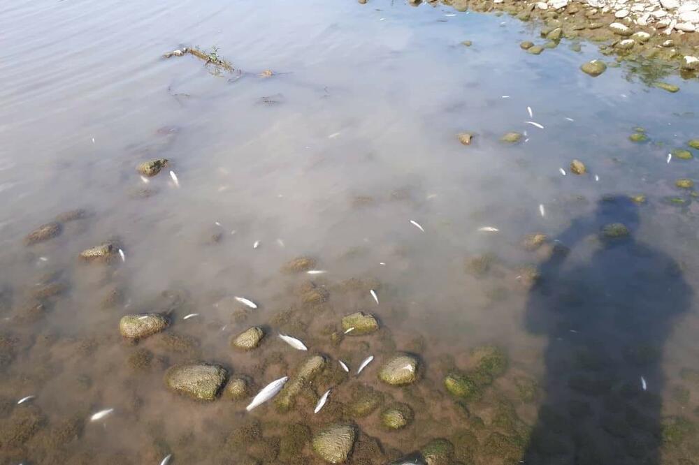 Pomor ribe u Limu, Foto: Euromost