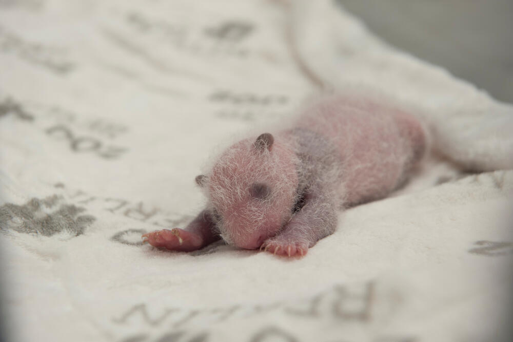 Mladunci se sada sami hrane, Foto: Reuters