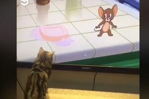 VIDEO Mačka pokušava da uhvati Džerija na TV-u