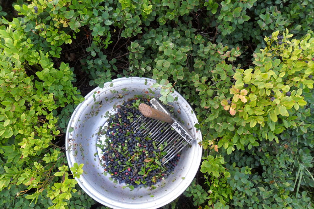 Grebenom se puno više ubere, Foto: Dragana Šćepanović