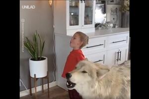 Kakav duet: Pogledajte kako vučjak uči dječaka da zavija