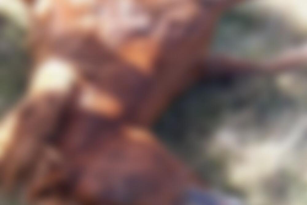 Konj bio svezan za njušku i za stub, Foto: Čitalac Vijesti