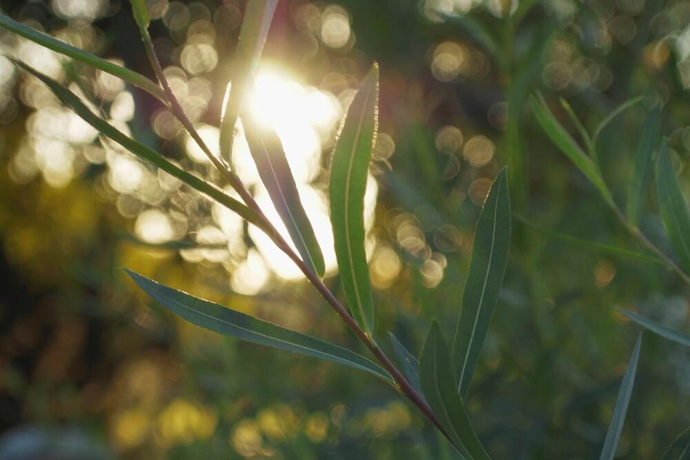 Ilustracija, Foto: Pixabay, Pixabay, Pixabay