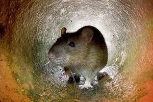 Pacovi u Njujorku: Rješenje problema "leži" u alkoholu